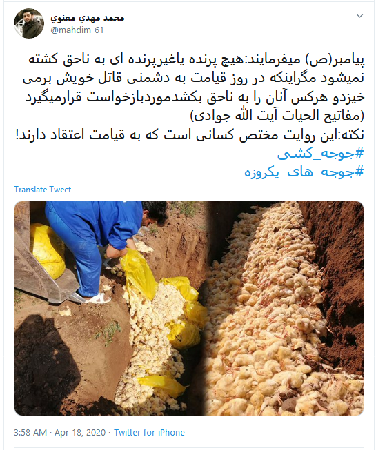 اعلام برائت کاربران از زنده به گور کردن دهها میلیون جوجه اعلام برائت کاربران از زنده به گور کردن دهها میلیون جوجه