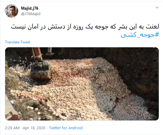 اعلام برائت کاربران از زنده به گور کردن دهها میلیون جوجه اعلام برائت کاربران از زنده به گور کردن دهها میلیون جوجه