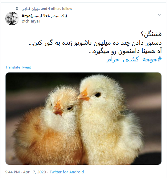 اعلام برائت کاربران از زنده به گور کردن دهها میلیون جوجه اعلام برائت کاربران از زنده به گور کردن دهها میلیون جوجه