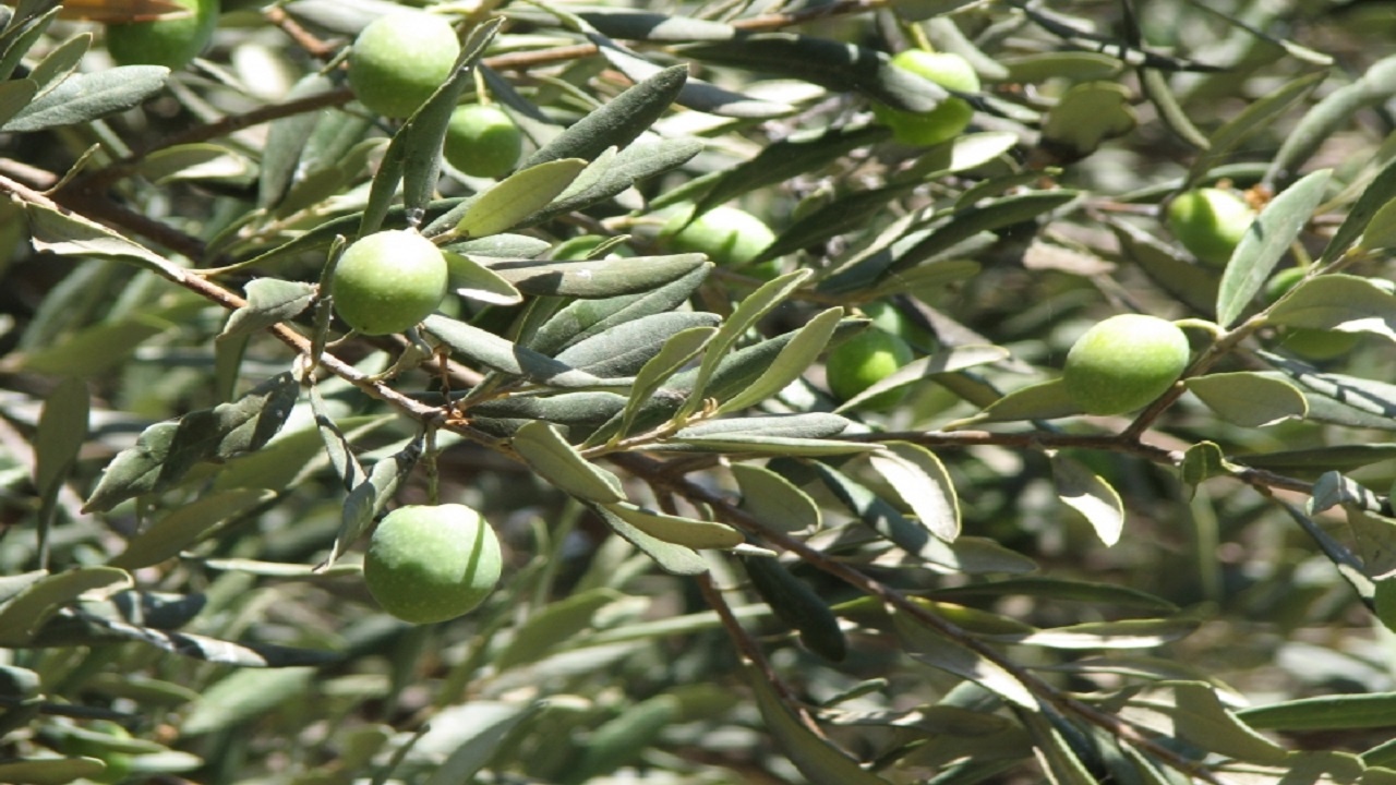 طرح اصلاح و جوان سازی در باغ‌های زیتون استان قزوین اجرا می‌شود