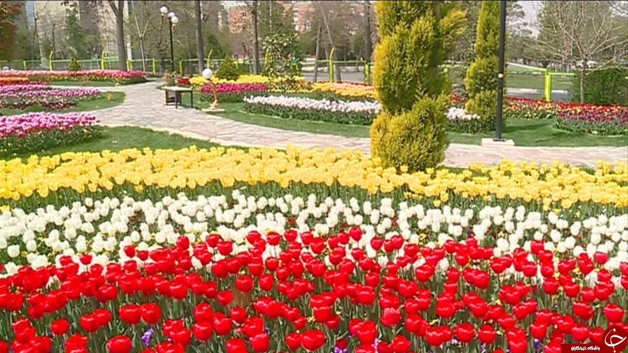 جشنواره گل&zwnj;های لاله اراک تا چهار هفته دیگر بر پاست