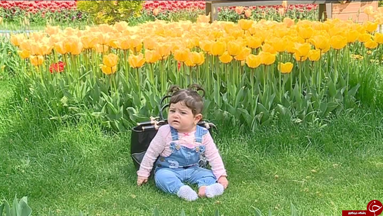 جشنواره گل&zwnj;های لاله اراک تا چهار هفته دیگر بر پاست