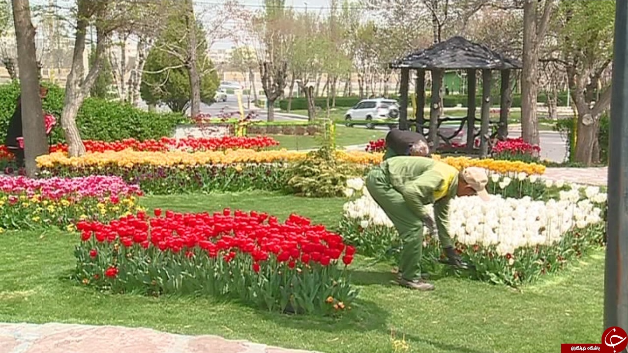 جشنواره گل&zwnj;های لاله اراک تا چهار هفته دیگر بر پاست