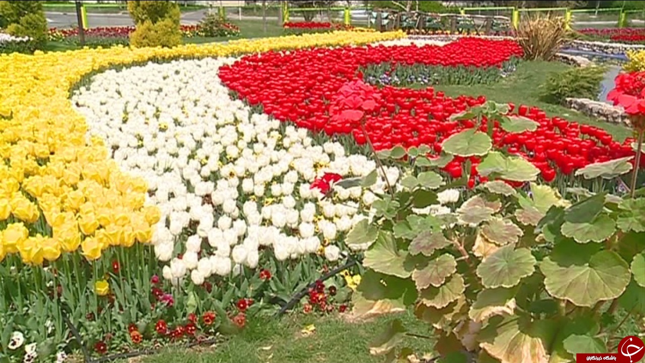 جشنواره گل&zwnj;های لاله اراک تا چهار هفته دیگر بر پاست
