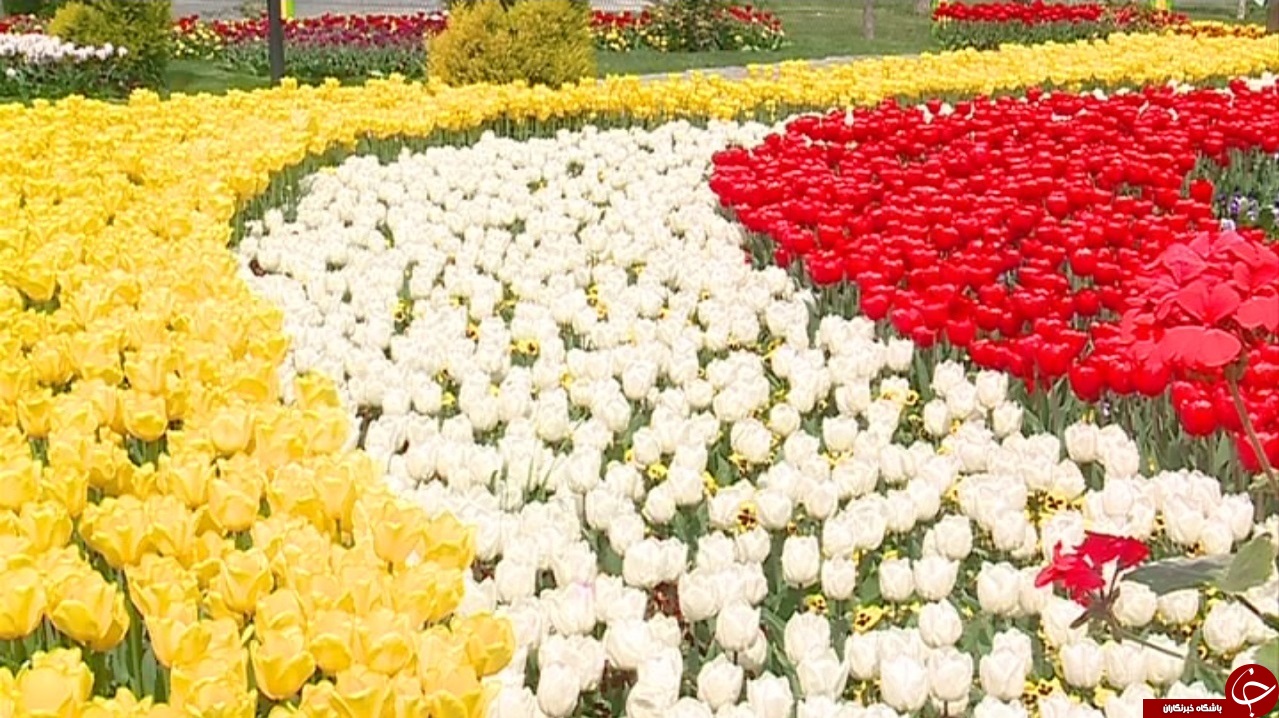 جشنواره گل&zwnj;های لاله اراک تا چهار هفته دیگر بر پاست