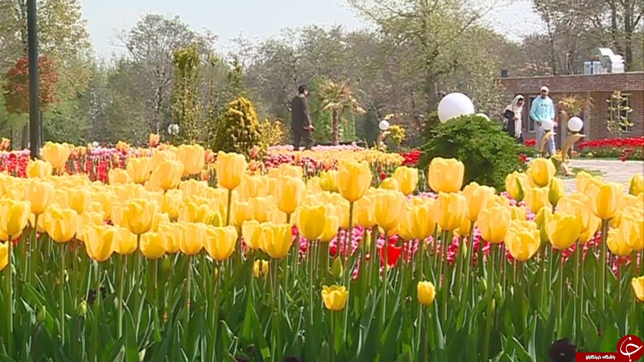 جشنواره گل&zwnj;های لاله اراک تا چهار هفته دیگر بر پاست