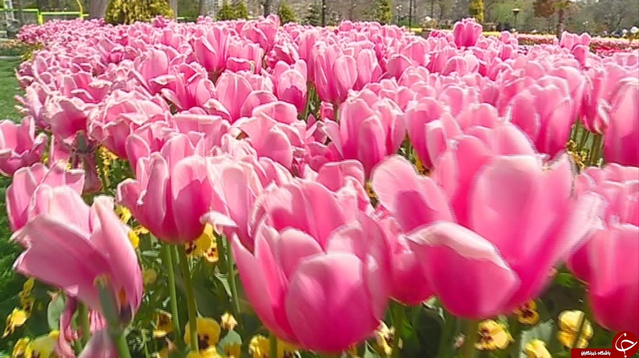 جشنواره گل&zwnj;های لاله اراک تا چهار هفته دیگر بر پاست