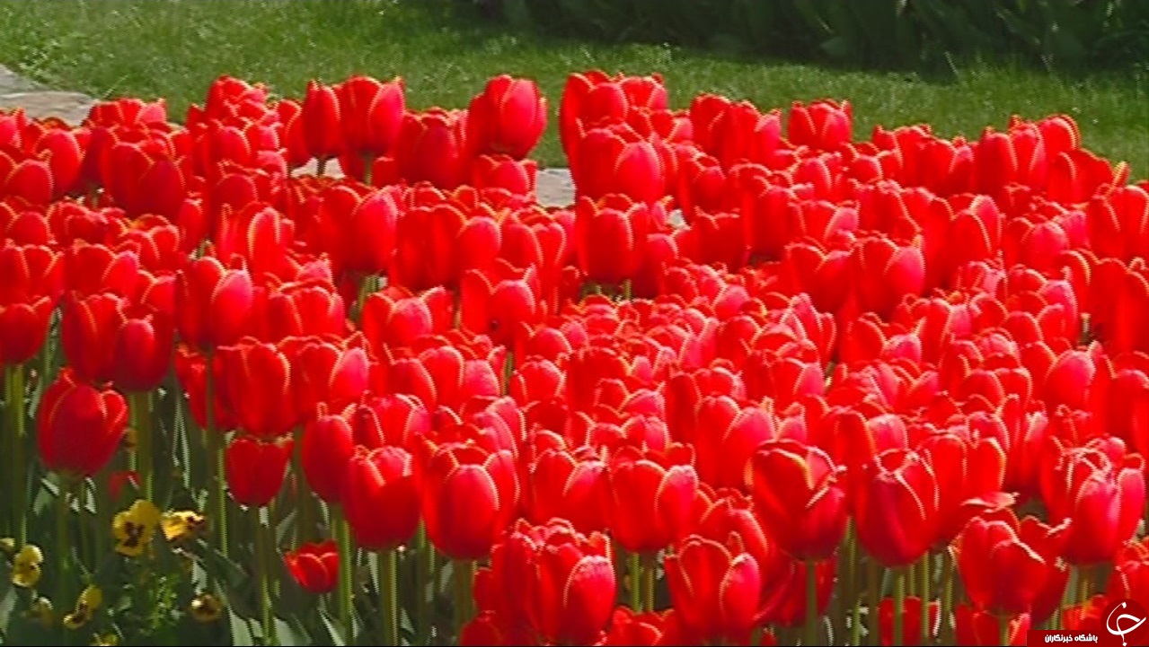 جشنواره گل&zwnj;های لاله اراک تا چهار هفته دیگر بر پاست