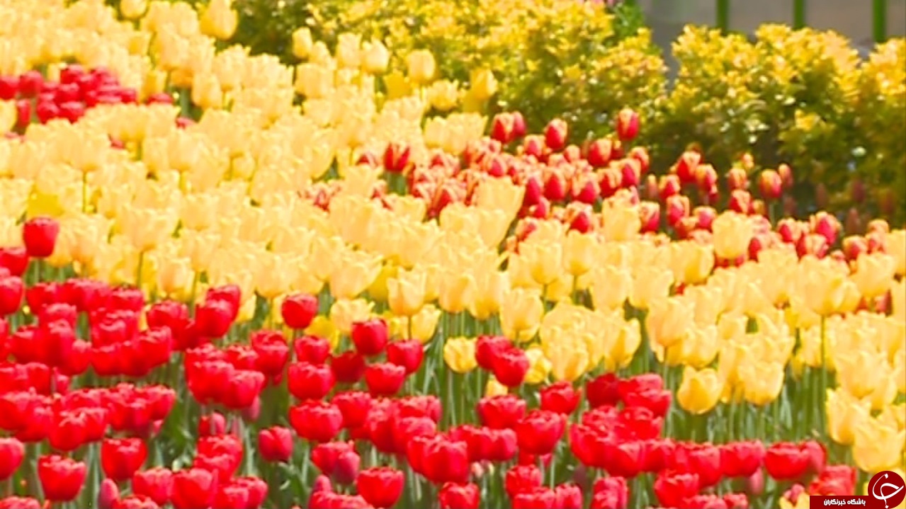 جشنواره گل&zwnj;های لاله اراک تا چهار هفته دیگر بر پاست