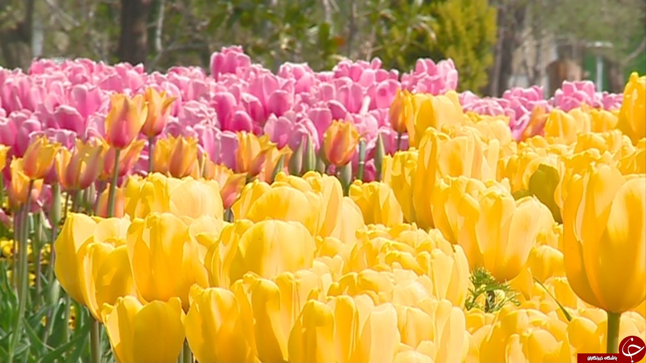 جشنواره گل&zwnj;های لاله اراک تا چهار هفته دیگر بر پاست