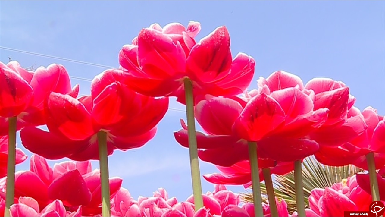 جشنواره گل&zwnj;های لاله اراک تا چهار هفته دیگر بر پاست