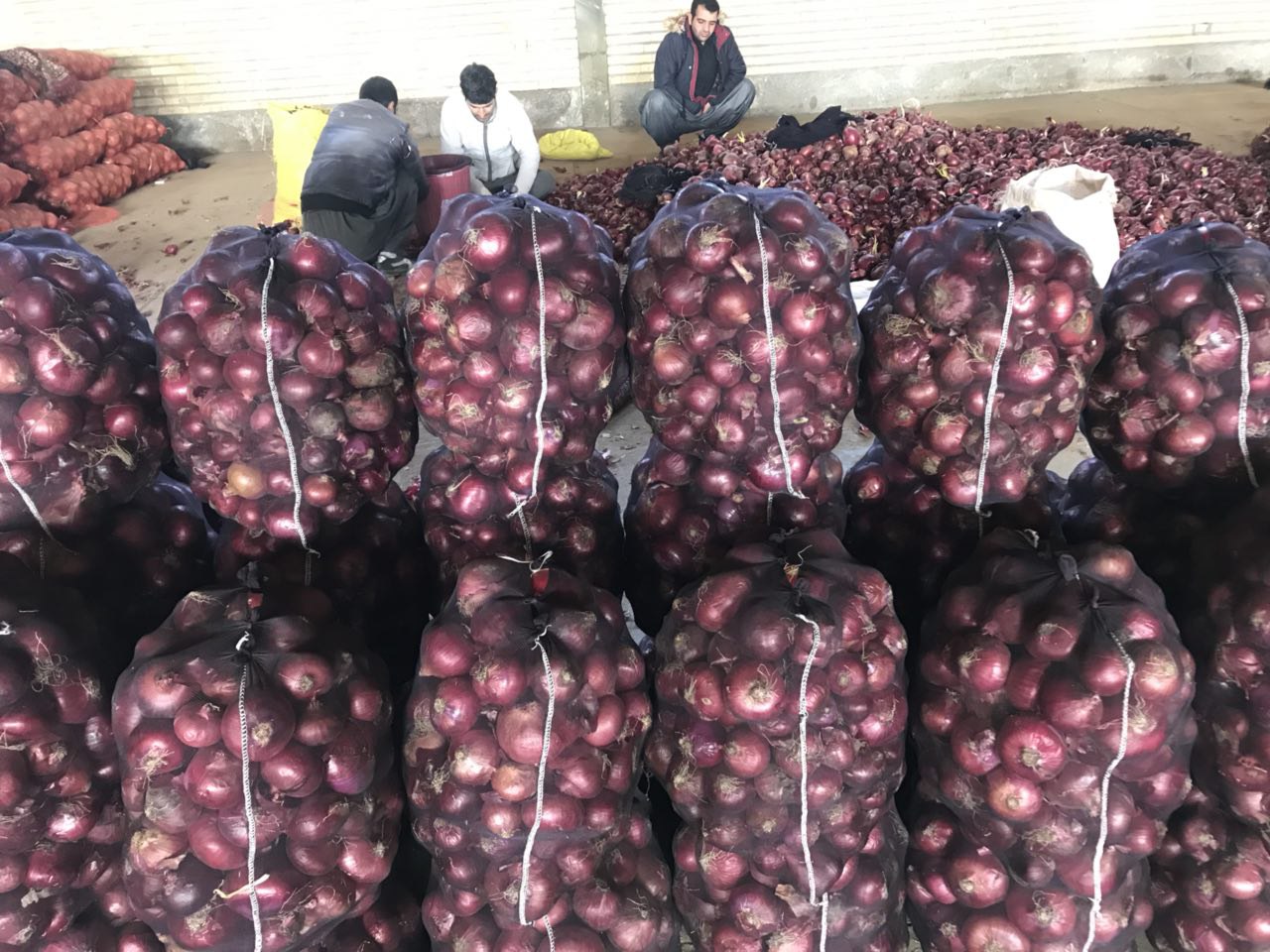 حذف عوارض صادرات پیاز