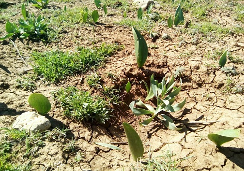 پیشرفت پروژه&zwnj;های جنگل کاری در شهرستان اسلام آباد غرب