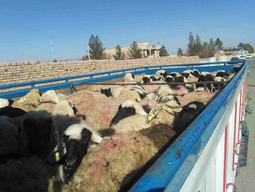 کشف احشام قاچاق در دره شهر به ارزش یک میلیارد ریال