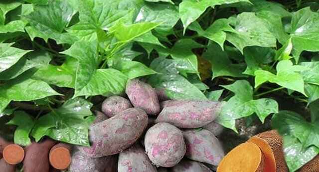 گیاه پرخاصیت مزارع جنوب ایران