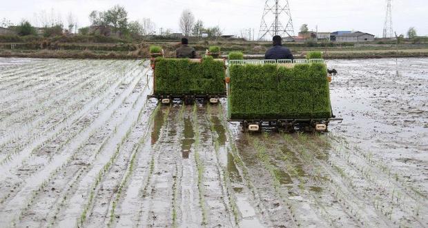 کشت مکانیزه بیش از ۱۵۷ هزار هکتار از شالیزار‌های گیلان
