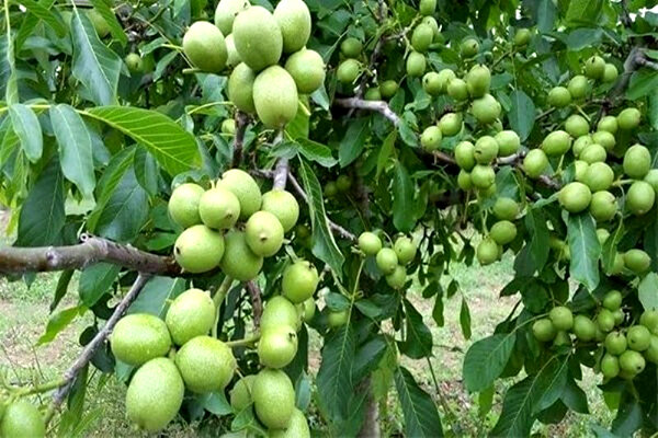 توزیع ۵ هزار اصله نهال گردو بین باغداران تویسرکانی