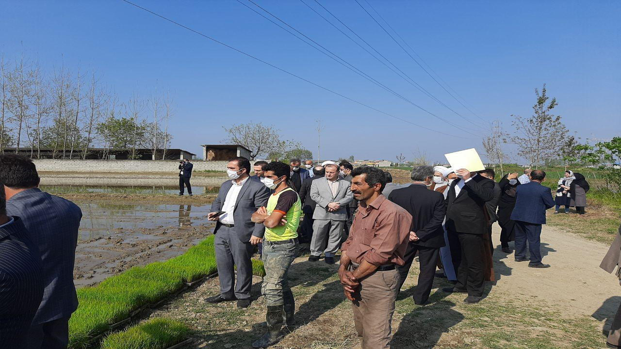 انجام اولین نشاء مکانیزه برنج کشور در آمل