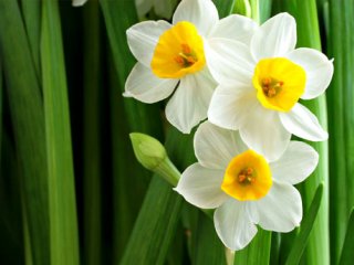 تعبیر خواب؛ از گلاب و نرگس تا فیل و فرش