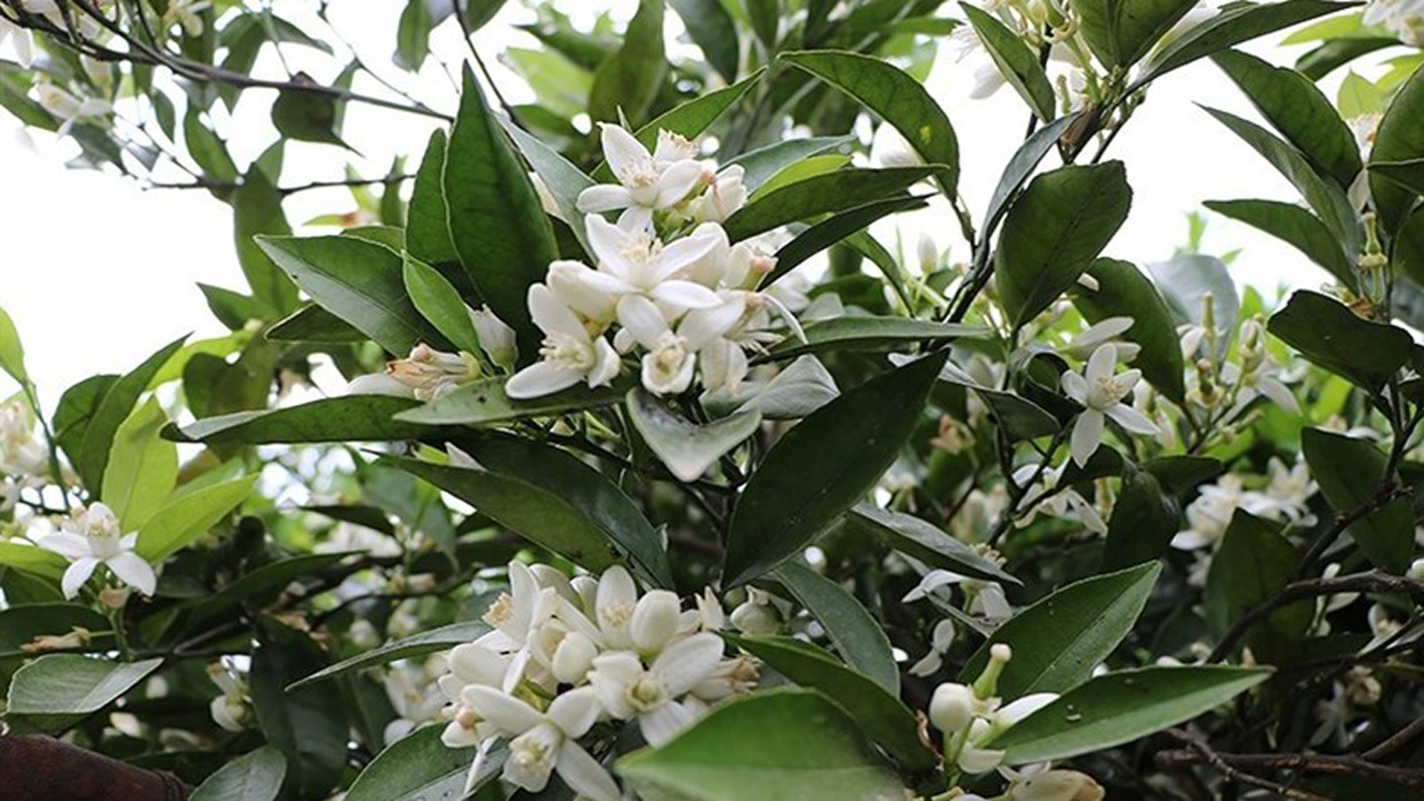 نارنج‌هایی با بوی کرونا