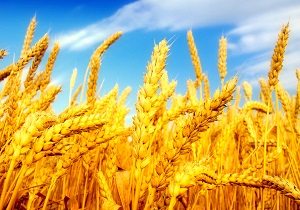 برآورد خرید گندم امسال در استان اردبیل ۴۵۰ هزار تن است
