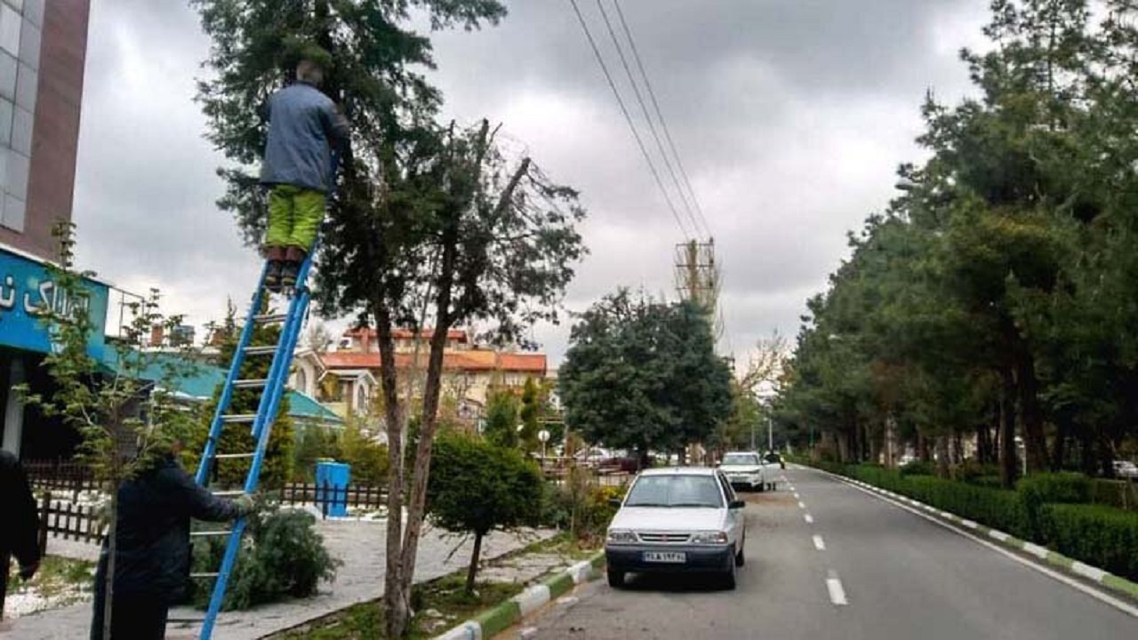 درختان سوزنی برگ هرس می شوند