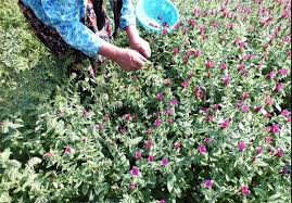 آغاز برداشت گیاه دارویی گل گاوزبان در گیلان