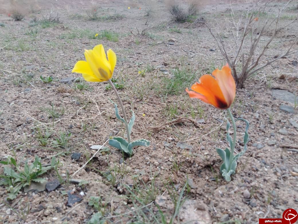تصاویری از رویش گلهای لاله در دشت های گناباد تصاویری از رویش گلهای لاله در دشت های گناباد