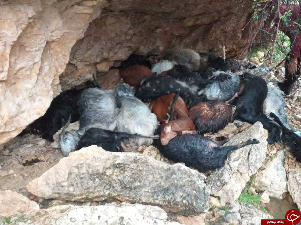 ۳۰ راس دام در قیروکارزین بر اثر بارندگی تلف شدند