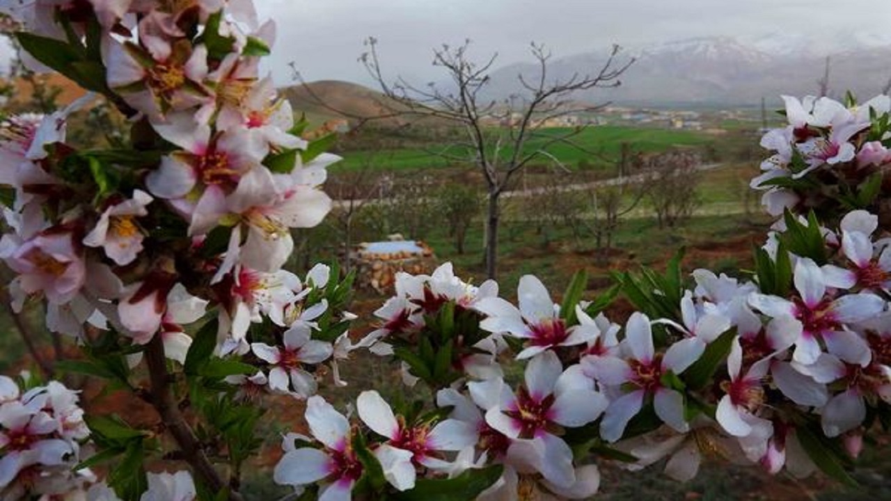 احتمال سرمازدگی محصولات کشاورزی در سامان