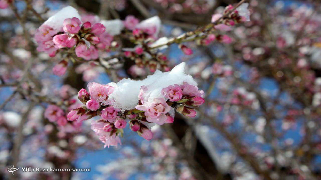باغبانان هشدار‌ها نسبت به یخ‌زدگی سردرختی‌ها را جدی بگیرند