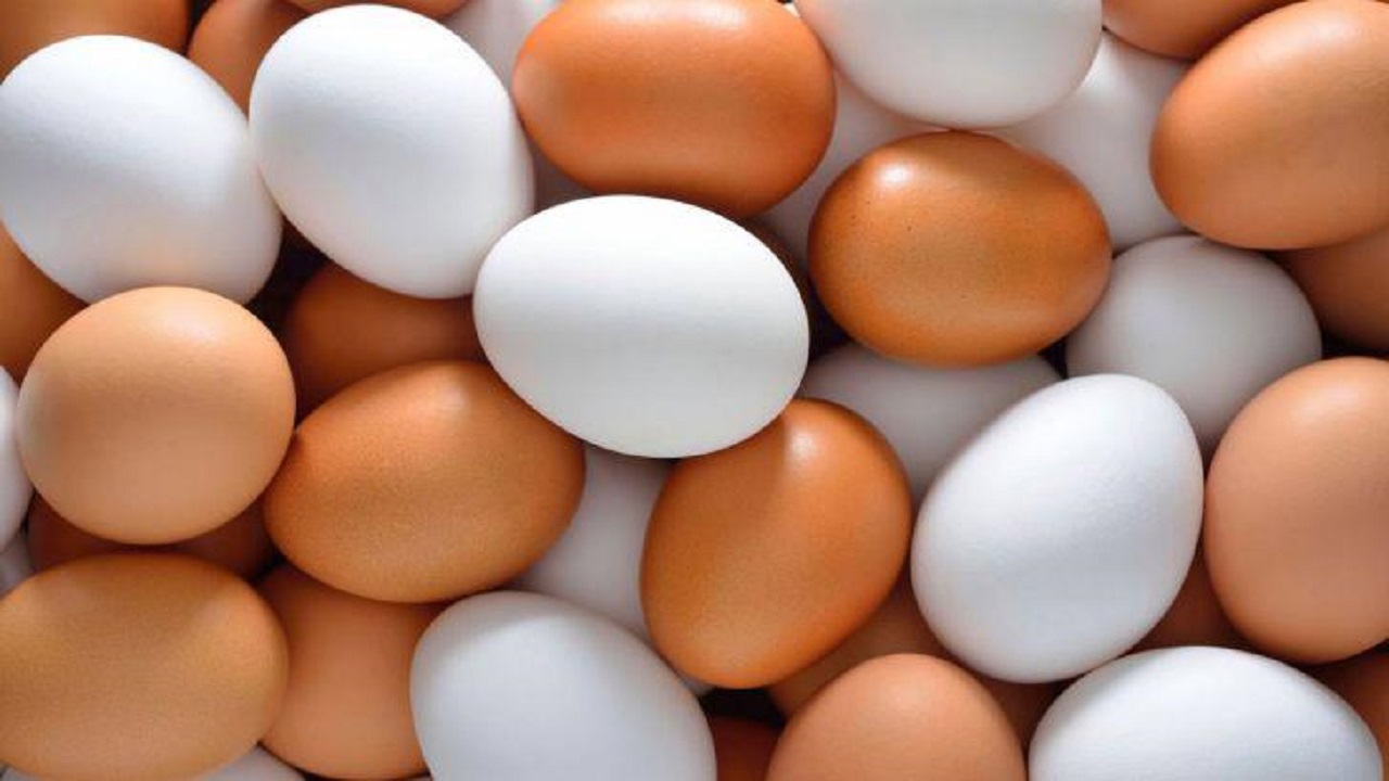 میزان تولید تخم مرغ البرز در واحد سطح، ٣٠برابر میانگین کشورى
