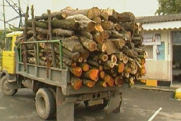 کشف ۱۳ تن چوب قاچاق در فامنین