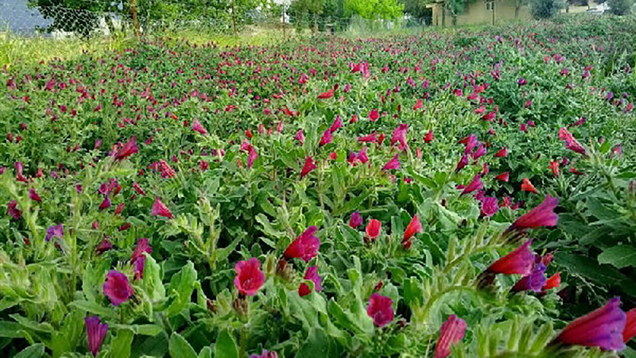 کشت گیاهان دارویی در ۸ هزار هکتار از اراضی گلستان