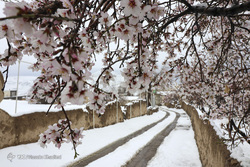 شکوفه های بهاری زنجان
