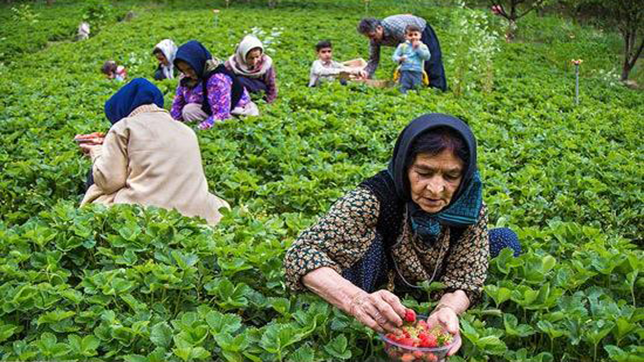 بکارگیری از کارگران غیر بومی در باغ‌ها ممنوع