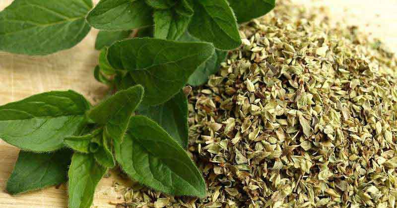 گیاه دارویی که خاصیت ضد ویروسی دارد