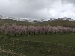 جاده ورودی سراب گیان نهاوند به علت کرونا مسدود شد