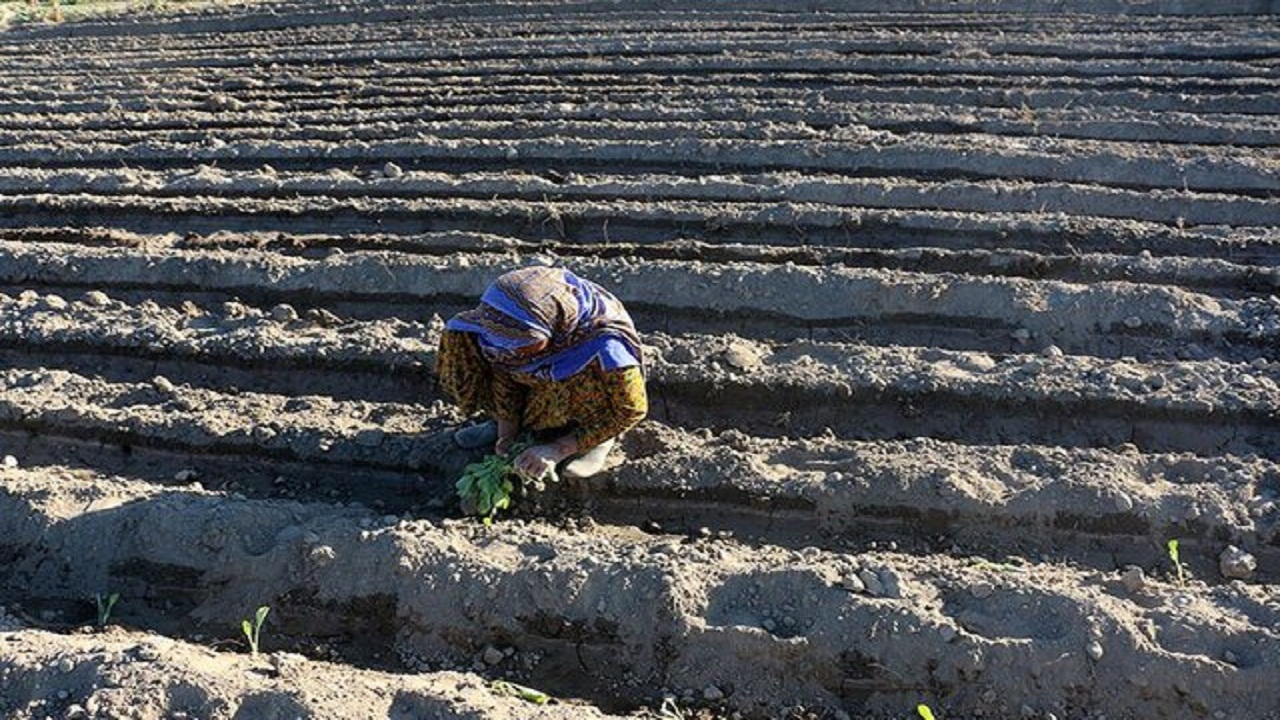 افزایش عملکرد محصول با انجام کشت انتظاری به جای کشت بهاره دیم