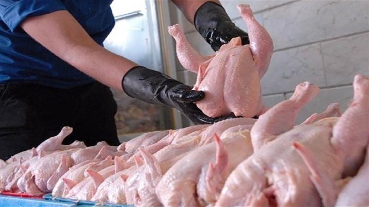 خرید حمایتی مرغ از مرغداران گوشتی در مشهد