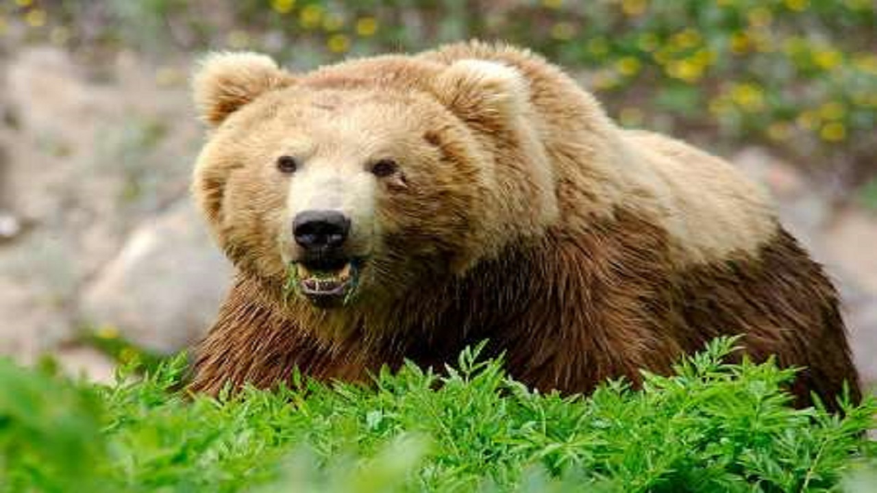 دستور ویژه استاندار آذربایجان غربی برای برخورد با عاملین کشتار یک قلاده خرس