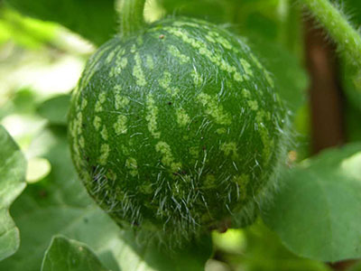 خواص و عوارض هندوانه ابوجهل