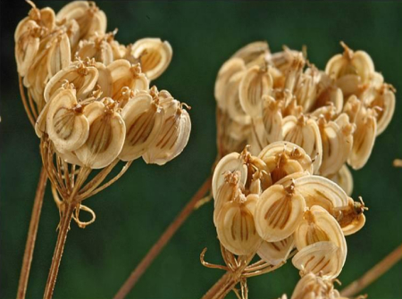 آنچه که از خواص درمانی گلپر نمیدانستید آنچه که از خواص درمانی گلپر نمیدانستید
