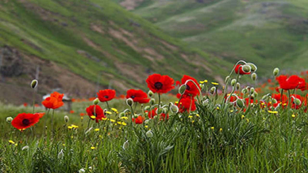 خواص درمانی گل شقایق سرخ