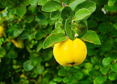 خواص برگ به + مزیتهای دارویی برگ به خواص برگ به + مزیتهای دارویی برگ به