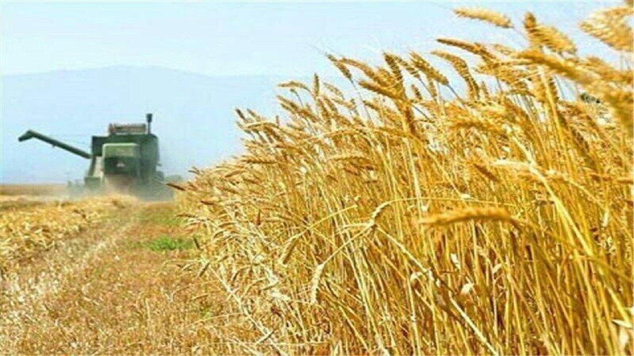 برداشت خوشه های طلایی گندم با قطع شدن باران آغاز می شود