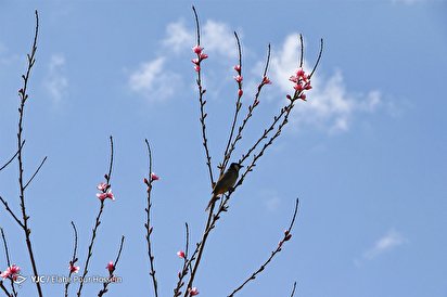 شکوفه های بهاری در شیراز