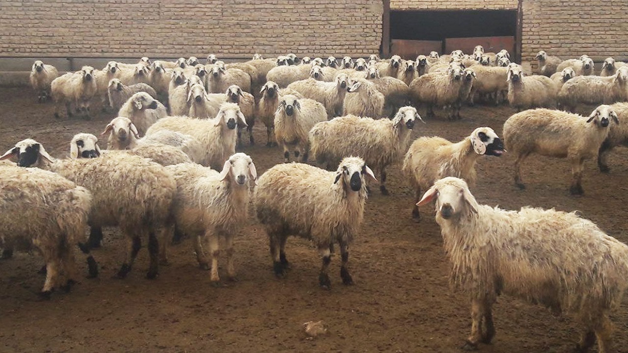 دامداران اخطاریه‌های هواشناسی و دامپزشکی را جدی بگیرند