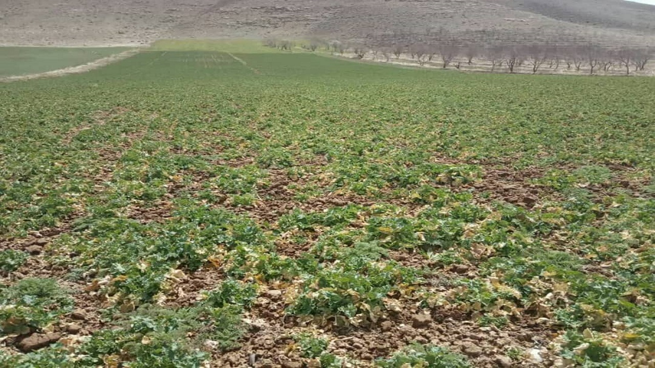 سرمازدگی باغات زردآلو و گردو در بروجن
