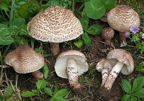 شهروندان از چیدن و مصرف قارچ‌های خودرو خودداری کنند